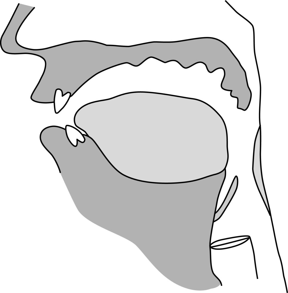 口腔断面図（調音器官の記載なし）