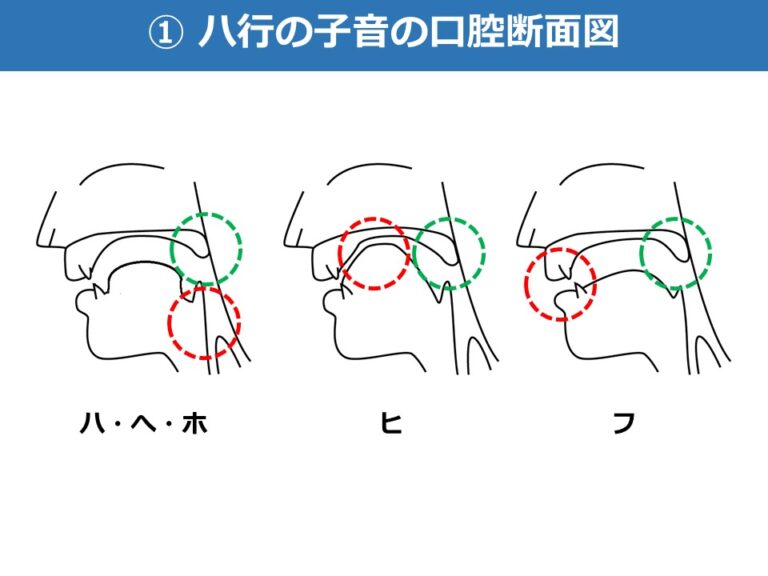 口腔断面図の問題の攻略法【日本語教員試験・日本語教育能力検定試験 音声分野対策】